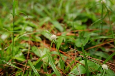 Kyllinga brevifolia is a species of sedge known by several common names, including shortleaf spikesedge, green kyllinga, perennial greenhead sedge, and kyllinga weed