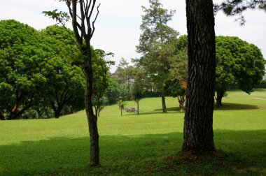 Panoramic view of green golf course with big trees growing in bright sunlight