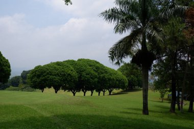 Panoramic view of green golf course with big trees growing in bright sunlight