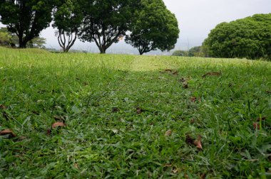 Panoramic view of green golf course with big trees growing in bright sunlight