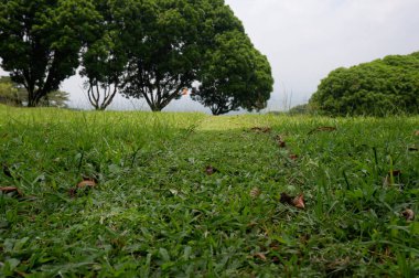 Panoramic view of green golf course with big trees growing in bright sunlight