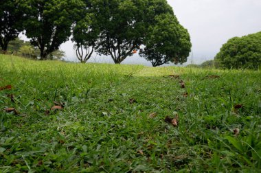 Panoramic view of green golf course with big trees growing in bright sunlight
