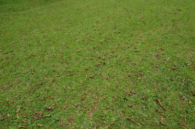 landscape green grass of golf course