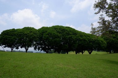 Panoramic view of green golf course with big trees growing in bright sunlight