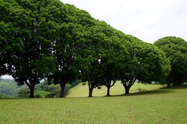 Panoramic view of green golf course with big trees growing in bright sunlight