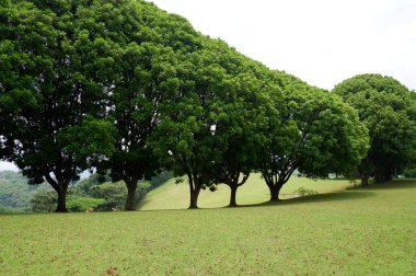 Panoramic view of green golf course with big trees growing in bright sunlight