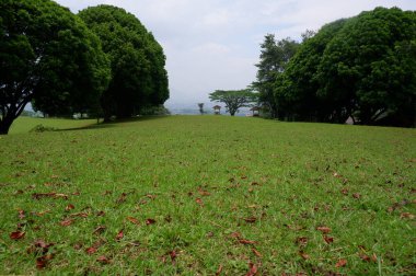 Panoramic view of green golf course with big trees growing in bright sunlight