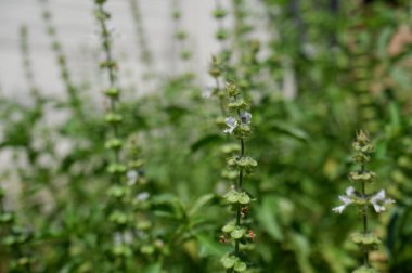 Tüylü fesleğen ağacı sabah güneş ışığıyla birlikte otlardan yapılmış bir yatakta. Yumuşak odaklı Ocimum citriodourum çiçeği, Haşhaş fesleğeni, Tayland limon fesleğeni.