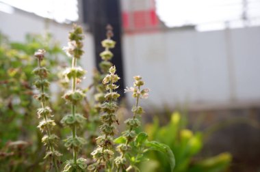 Hairy basil tree in bed of herbs with sunlight in morning. Ocimum citriodourum flower with soft focus, Hoary basil, Thai lemon basil.