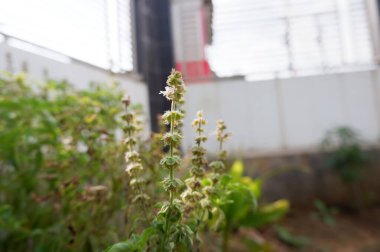 Hairy basil tree in bed of herbs with sunlight in morning. Ocimum citriodourum flower with soft focus, Hoary basil, Thai lemon basil.