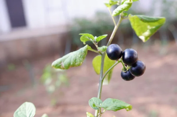 Closeup currant bush with bunches of ripe currants in the garden