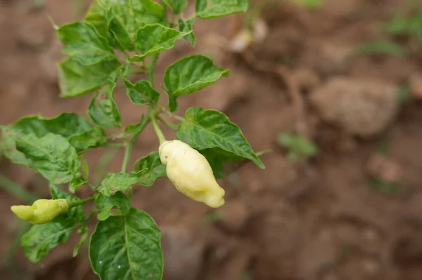 green cayenne chilli pepper on a tree in the garden.