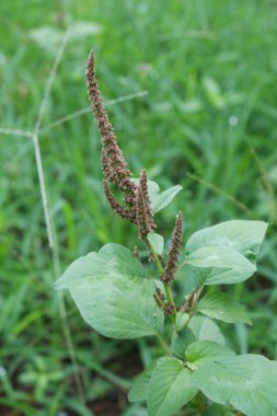 Fresh purple amaranthus viridis plants in nature garden
