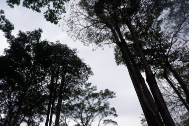 Aşağıdaki ağaçlar mavi gökyüzüne bakıyor.