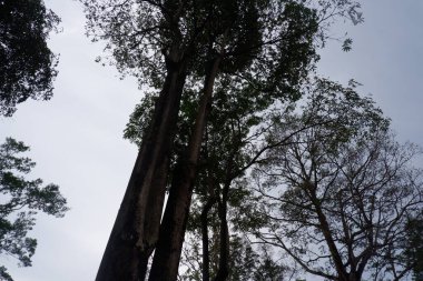 Aşağıdaki ağaçlar mavi gökyüzüne bakıyor.
