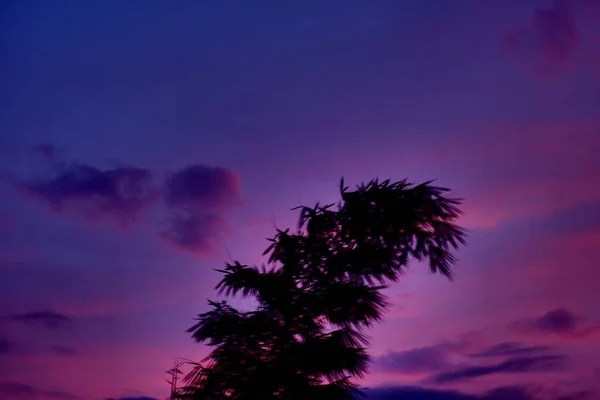 Árbol Bambú Verde Contra Atardecer Cielo Púrpura Noche — Foto de Stock