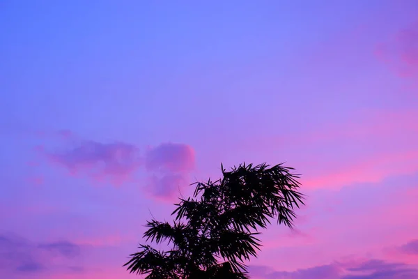 자주색 하늘을 배경으로 대나무 — 스톡 사진