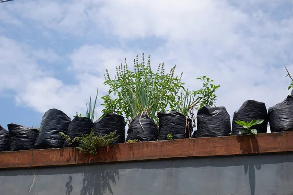 Mavi gökyüzünün altında plastik kaplarda yetişen farklı bitkilerin düşük açılı görüntüsü.
