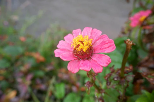 Doğal arka planda güzel pembe zinnia çiçeği