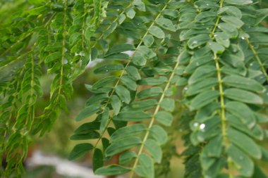 Nehir demirine (Leucaena leucocephala) yakın bahçedeki yeşil yapraklar