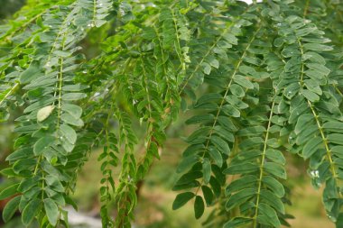 Nehir demirine (Leucaena leucocephala) yakın bahçedeki yeşil yapraklar