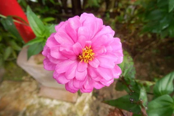 Doğal Arka Planda Güzel Pembe Zinnia Çiçeği — Stok fotoğraf