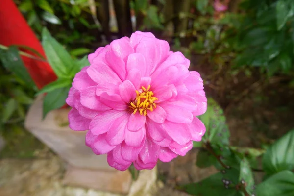 Beautiful Pink Zinnia Flower Natural Background — Stock Photo, Image