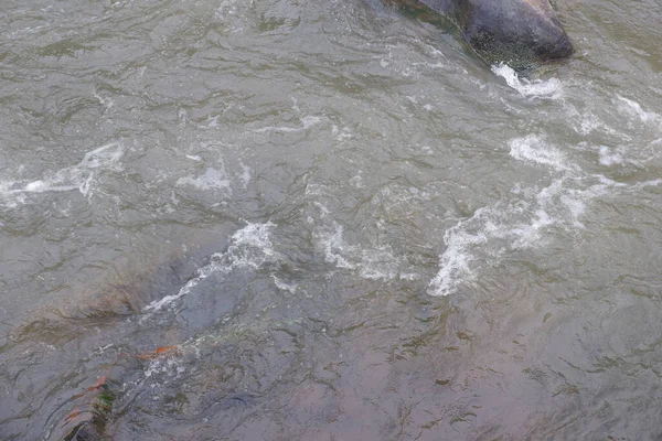 Aus Nächster Nähe Plätschert Wasser Einem Fluss Wasserspritze Aus Den — Stockfoto
