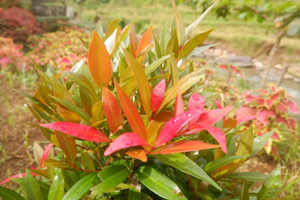 园中的草本植物 红绿热带植物叶子 — 图库照片