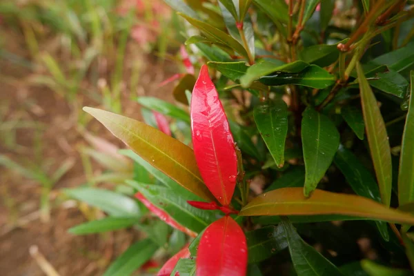 Bahçedeki Syzygium Formosanum Bitkisi Kırmızı Yeşil Tropik Bitki Yaprakları — Stok fotoğraf