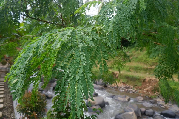 Nehir demirine (Leucaena leucocephala) yakın bahçedeki yeşil yapraklar