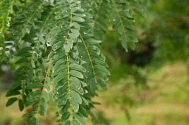 Nehir demirine (Leucaena leucocephala) yakın bahçedeki yeşil yapraklar