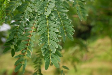 Nehir demirine (Leucaena leucocephala) yakın bahçedeki yeşil yapraklar