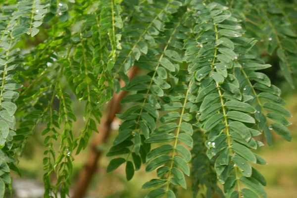 Nehir demirine (Leucaena leucocephala) yakın bahçedeki yeşil yapraklar