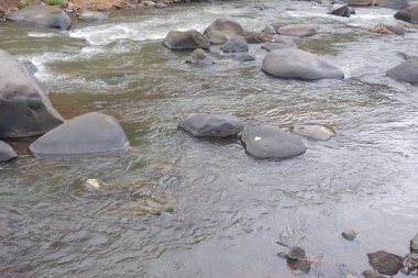 Berrak suyu olan bir dağ nehri. Bir dağ nehrinin hızlı akışı