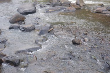 Berrak suyu olan bir dağ nehri. Bir dağ nehrinin hızlı akışı