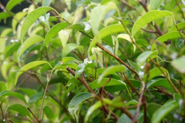 Bahçedeki Syzygium formosanum bitkisi. Yeşil tropik bitki yaprakları.