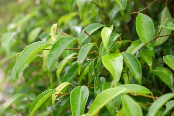 Bahçedeki Syzygium formosanum bitkisi. Yeşil tropik bitki yaprakları.