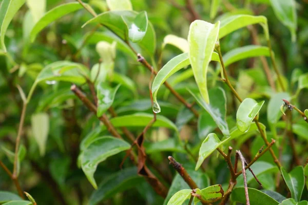 Syzygium Formosanum Rostlina Zahradě Listy Zelené Tropické Rostliny — Stock fotografie