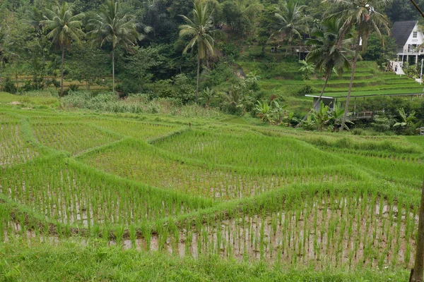 Terraced Green Rice Field Cloudy Sky — Stock Photo, Image