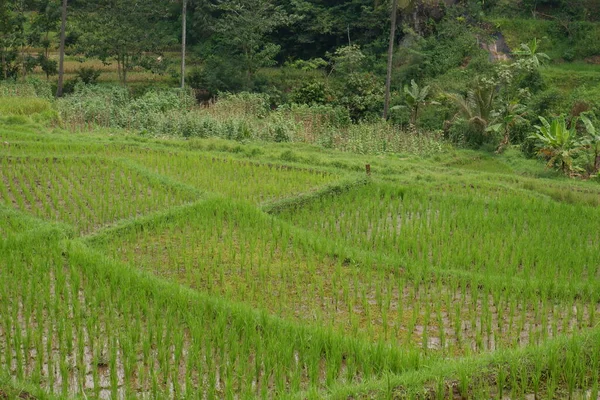 Bulutlu Yeşil Pirinç Tarlası — Stok fotoğraf