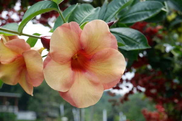 Hibiscus Malvaceae Familyasından Bir Bitki Cinsidir Bahçedeki Güzel Çiçek — Stok fotoğraf