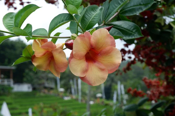 Hibiscus Malvaceae Familyasından Bir Bitki Cinsidir Bahçedeki Güzel Çiçek — Stok fotoğraf