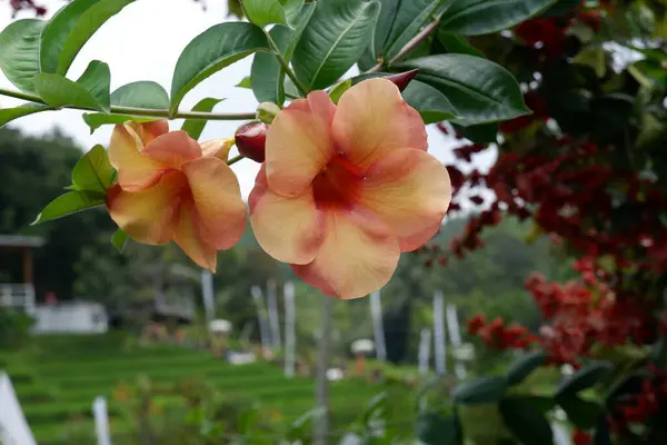 Hibiskus Rodzaj Roślin Rodziny Mallowatych Malvaceae Piękny Kwiat Ogrodzie — Zdjęcie stockowe