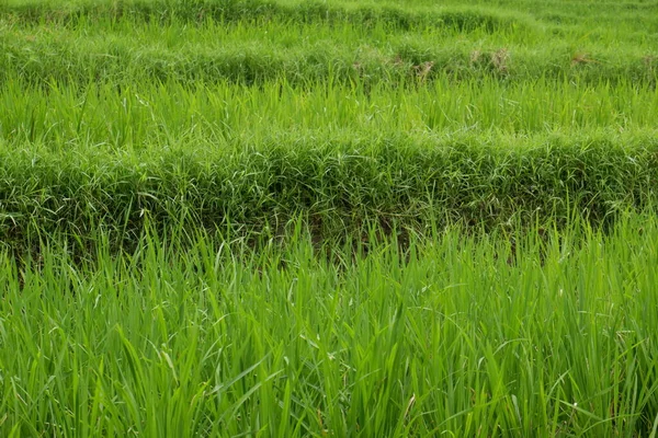 Красивый Зеленый Фон Рисового Поля — стоковое фото