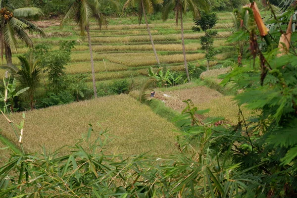Рисовое Поле Перед Сбором Урожая — стоковое фото