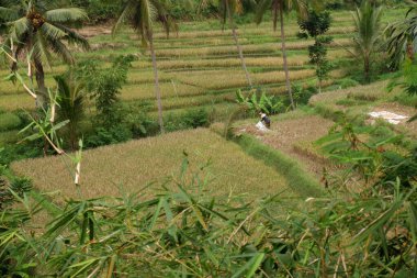 Hasattan önce çeltik tarlası
