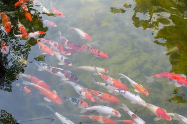 Koi balıkları veya fantezi sazan balık gölde Yüzme