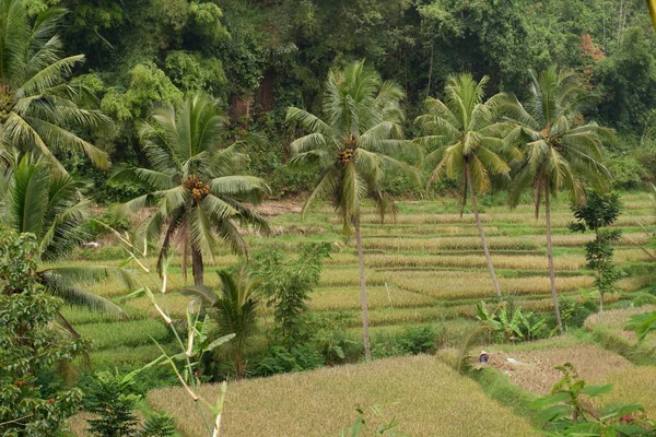 Рисовое Поле Перед Сбором Урожая — стоковое фото
