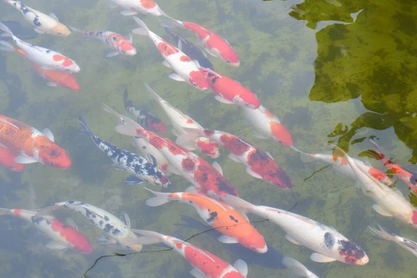 Koi Fische Oder Ausgefallene Karpfenfische Schwimmen Teich — Stockfoto